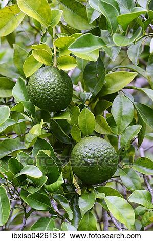 Rauhschalenorange (Citrus sp. ), Insel Mahe, Seychellen, Afrika View Large Photo Image Stock Image - Rauhschalenorange (Citrus sp. ), Insel Mahe, Seychellen, Afrika. Fotosearch