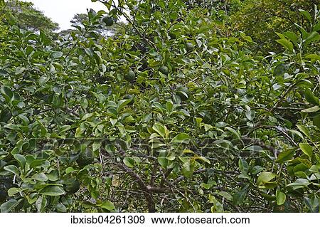 Rauhschalenorange (Citrus sp. ), Insel Mahe, Seychellen, Afrika View Large Photo Image Stock Photo - Rauhschalenorange (Citrus sp. ), Insel Mahe, Seychellen, Afrika. Fotosearch