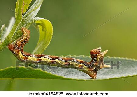 Raupe vom Grossen Frostspanner (Erannis defoliaria), Hessen, Deutschland, Europa View Large Photo Image Stock Photography - Raupe vom Grossen Frostspanner (Erannis defoliaria), Hessen, Deutschland, Europa. Fotosearch