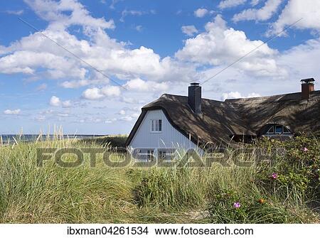 Reetdachhaus am Ostsee-Strand, Ostseebad Ahrenshoop, Fischland, Fischland-Darss-Zingst, Mecklenburg-Vorpommern, Deutschland, Europa View Large Photo Image Picture - Reetdachhaus am Ostsee-Strand, Ostseebad Ahrenshoop, Fischland, Fischland-Darss-Zingst, Mecklenburg-Vorpommern, Deutschland, Europa. Fotosearch