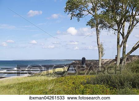 Reetdachhaus am Ostsee-Strand, Ostseebad Ahrenshoop, Fischland, Fischland-Darss-Zingst, Mecklenburg-Vorpommern, Deutschland, Europa View Large Photo Image Stock Image - Reetdachhaus am Ostsee-Strand, Ostseebad Ahrenshoop, Fischland, Fischland-Darss-Zingst, Mecklenburg-Vorpommern, Deutschland, Europa. Fotosearch