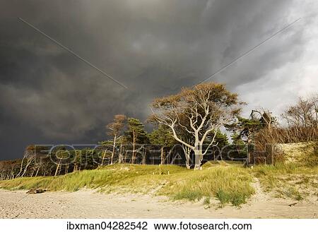 Stock Image - Regenwolken uber Darsser Wald am Weststrand an der Ostsee, Born auf dem Darss, Fischland-Darss-Zingst, Nationalpark Vorpommersche Boddenlandschaft, Mecklenburg-Vorpommern, Deutschland, Europa. Fotosearch