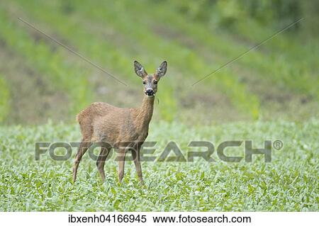 Reh (Capreolus capreolus) beim Fressen, Emsland, Niedersachsen, Deutschland, Europa View Large Photo Image Stock Photography - Reh (Capreolus capreolus) beim Fressen, Emsland, Niedersachsen, Deutschland, Europa. Fotosearch