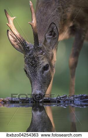 Reh Capreolus Capreolus Rehbock Beim Trinken An Einer Wasserstelle Im Wald Nationalpark Kiskunsag Ungarn Europa Stock Image Ibxbzo04254363 Fotosearch