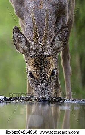 Reh Capreolus Capreolus Rehbock Beim Trinken An Einer Wasserstelle Im Wald Nationalpark Kiskunsag Ungarn Europa Stock Photo Ibxbzo Fotosearch