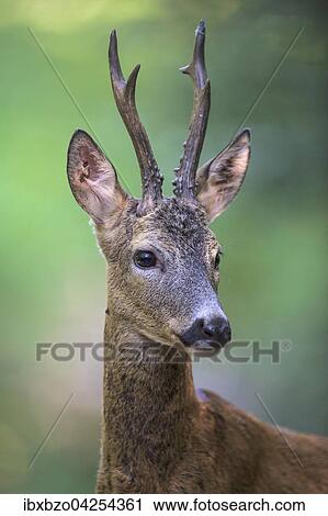 Reh (Capreolus capreolus), Rehbock im Sommerfell, Portrait, Nationalpark Kiskunsag, Ungarn, Europa View Large Photo Image Stock Image - Reh (Capreolus capreolus), Rehbock im Sommerfell, Portrait, Nationalpark Kiskunsag, Ungarn, Europa. Fotosearch