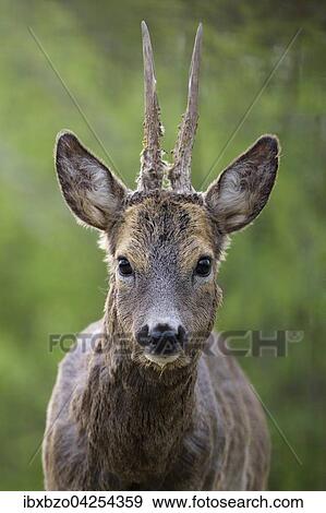 Reh (Capreolus capreolus), Rehbock im Winterfell, Portrait, Nationalpark Kiskunsag, Ungarn, Europa View Large Photo Image Stock Photo - Reh (Capreolus capreolus), Rehbock im Winterfell, Portrait, Nationalpark Kiskunsag, Ungarn, Europa. Fotosearch