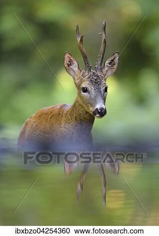 Reh (Capreolus capreolus) spiegelt sich im Wasser, Nationalpark Kiskunsag, Ungarn, Europa View Large Photo Image Stock Image - Reh (Capreolus capreolus) spiegelt sich im Wasser, Nationalpark Kiskunsag, Ungarn, Europa. Fotosearch