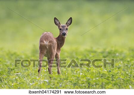 Stock Image - Reh (Capreolus capreolus) steht auf grunem feld, Emsland, Niedersachsen, Deutschland, Europa. Fotosearch