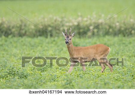 Rehbock (Capreolus capreolus), Emsland, Niedersachsen, Deutschland, Europa View Large Photo Image Picture - Rehbock (Capreolus capreolus), Emsland, Niedersachsen, Deutschland, Europa. Fotosearch