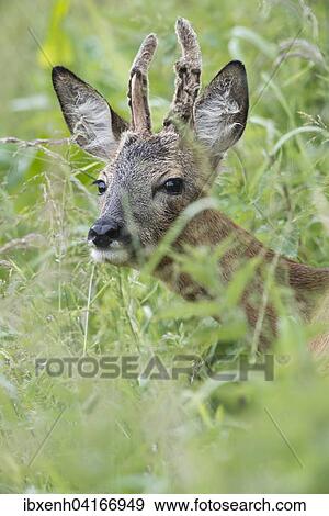 Rehbock (Capreolus capreolus), Emsland, Niedersachsen, Deutschland, Europa View Large Photo Image Stock Photo - Rehbock (Capreolus capreolus), Emsland, Niedersachsen, Deutschland, Europa. Fotosearch