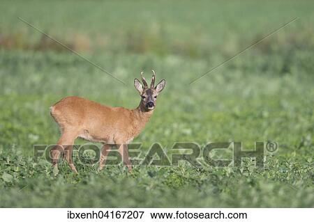Rehbock (Capreolus capreolus), Emsland, Niedersachsen, Deutschland, Europa View Large Photo Image Stock Photo - Rehbock (Capreolus capreolus), Emsland, Niedersachsen, Deutschland, Europa. Fotosearch