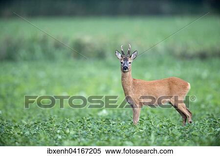 Rehbock (Capreolus capreolus), Emsland, Niedersachsen, Deutschland, Europa View Large Photo Image Stock Photography - Rehbock (Capreolus capreolus), Emsland, Niedersachsen, Deutschland, Europa. Fotosearch