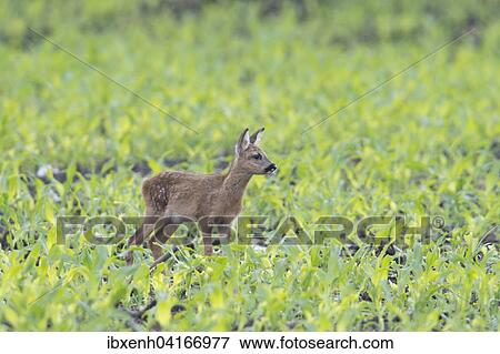 Rehkitz (Capreolus capreolus) steht im Feld, Emsland, Niedersachsen, Deutschland, Europa View Large Photo Image Stock Photo - Rehkitz (Capreolus capreolus) steht im Feld, Emsland, Niedersachsen, Deutschland, Europa. Fotosearch