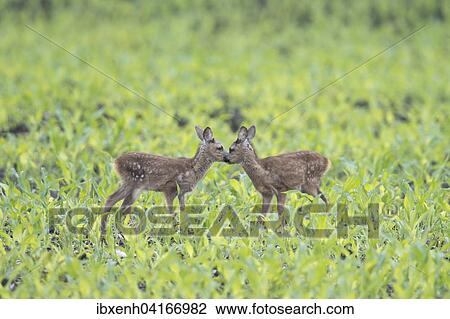 Stock Image - Rehkitze (Capreolus capreolus) stehen im Feld, Emsland, Niedersachsen, Deutschland, Europa. Fotosearch