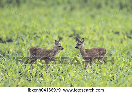 Rehkitze (Capreolus capreolus) stehen im Feld, Emsland, Niedersachsen, Deutschland, Europa View Large Photo Image Stock Photo - Rehkitze (Capreolus capreolus) stehen im Feld, Emsland, Niedersachsen, Deutschland, Europa. Fotosearch