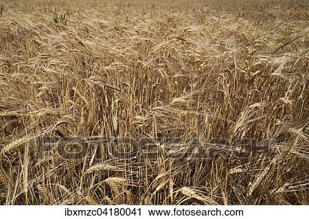 Reife Wintergerste, Gerste (Hordeum vulgare), Bayern, Deutschland, Europa View Large Photo Image Stock Image - Reife Wintergerste, Gerste (Hordeum vulgare), Bayern, Deutschland, Europa. Fotosearch