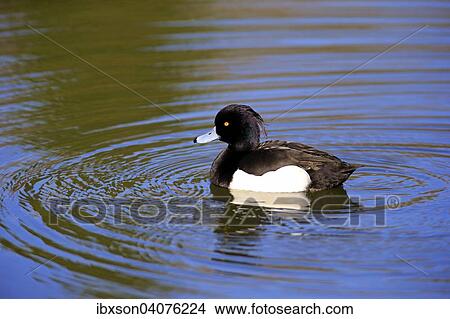 Reiherente (Aythya fuligula), Erpel, adult, schwimmend, Baden-Wurttemberg, Deutschland, Europa View Large Photo Image Picture - Reiherente (Aythya fuligula), Erpel, adult, schwimmend, Baden-Wurttemberg, Deutschland, Europa. Fotosearch