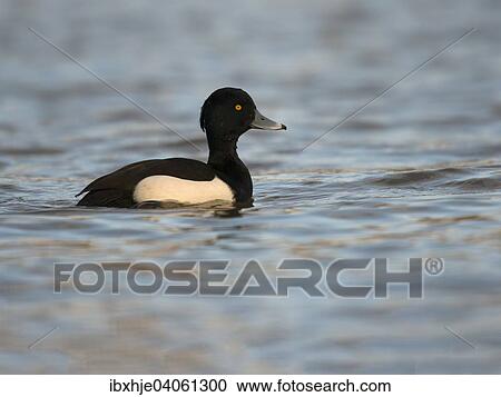 Reiherente (Aythya fuligula), Rheinland-Pfalz, Deutschland, Europa View Large Photo Image Stock Image - Reiherente (Aythya fuligula), Rheinland-Pfalz, Deutschland, Europa. Fotosearch