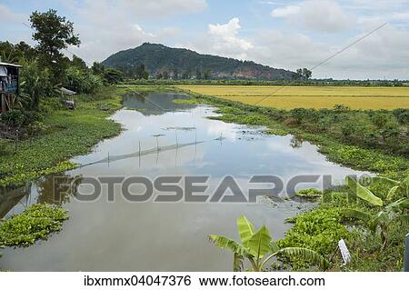 Reisfelder, Chao Doc, Vietnam, Asien View Large Photo Image Stock Photograph - Reisfelder, Chao Doc, Vietnam, Asien. Fotosearch