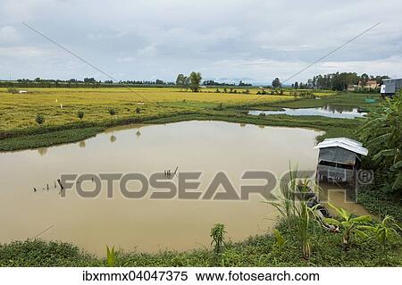 Stock Photography - Reisfelder, Chao Doc, Vietnam, Asien. Fotosearch