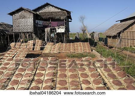 Reisfladen trocknen in der Sonne, bei Lin-gin, Inle-See, Shan-Staat, Myanmar, Asien View Large Photo Image Picture - Reisfladen trocknen in der Sonne, bei Lin-gin, Inle-See, Shan-Staat, Myanmar, Asien. Fotosearch