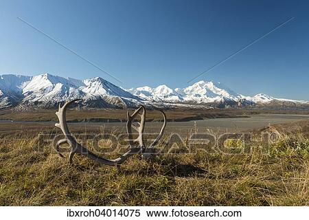Rentiergeweih vor Mount McKinley, Denali-Nationalpark, Alaska, USA, Nordamerika View Large Photo Image Stock Photography - Rentiergeweih vor Mount McKinley, Denali-Nationalpark, Alaska, USA, Nordamerika. Fotosearch