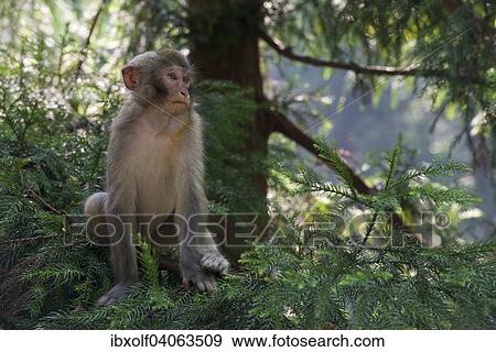 Stock Photo - Rhesusaffen (Macaca mulatta) in den Bergen von Zhangjiajie, Nationalpark Wulingyuan, Provinz Hunan, China, Asien. Fotosearch