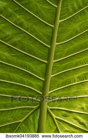 Riesenblattriges Pfeilblatt oder Elefantenohr, (Alocasia macrorrhiza), Detail, Blattstruktur, Vorkommen Madagaskar View Large Photo Image Stock Photography - Riesenblattriges Pfeilblatt oder Elefantenohr, (Alocasia macrorrhiza), Detail, Blattstruktur, Vorkommen Madagaskar. Fotosearch