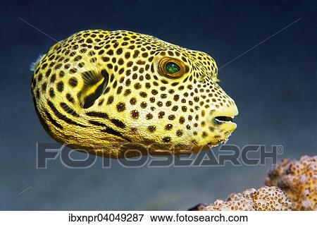 Riesenkugelfisch, Stern-Kugelfisch (Arothron stellatus), juvenil, Great Barrier Reef, Pazifik, Australien, Ozeanien View Large Photo Image Stock Photo - Riesenkugelfisch, Stern-Kugelfisch (Arothron stellatus), juvenil, Great Barrier Reef, Pazifik, Australien, Ozeanien. Fotosearch