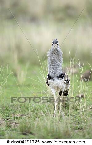 Riesentrappe (Ardeotis kori), balzend, Masai Mara Nationalreservat, Kenia, Afrika View Large Photo Image Stock Photography - Riesentrappe (Ardeotis kori), balzend, Masai Mara Nationalreservat, Kenia, Afrika. Fotosearch