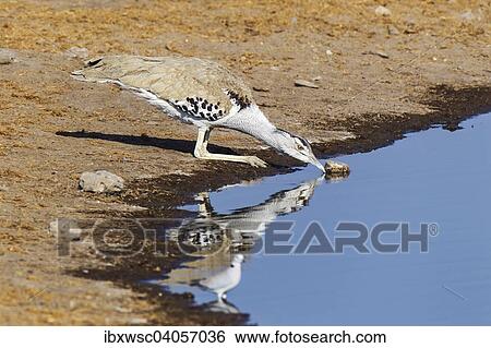 Riesentrappe (Ardeotis kori), beim Trinken am Wasserloch, Etosha-Nationalpark, Namibia, Afrika View Large Photo Image Stock Photograph - Riesentrappe (Ardeotis kori), beim Trinken am Wasserloch, Etosha-Nationalpark, Namibia, Afrika. Fotosearch