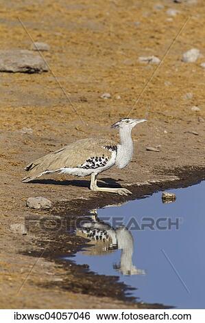 Riesentrappe (Ardeotis kori), beim Trinken am Wasserloch, Etosha-Nationalpark, Namibia, Afrika View Large Photo Image Stock Photograph - Riesentrappe (Ardeotis kori), beim Trinken am Wasserloch, Etosha-Nationalpark, Namibia, Afrika. Fotosearch