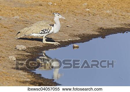 Riesentrappe (Ardeotis kori), beim Trinken am Wasserloch, Etosha-Nationalpark, Namibia, Afrika View Large Photo Image Stock Photography - Riesentrappe (Ardeotis kori), beim Trinken am Wasserloch, Etosha-Nationalpark, Namibia, Afrika. Fotosearch