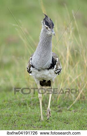 Stock Photograph - Riesentrappe (Ardeotis kori), gehend, schreitend, Masai Mara Nationalreservat, Kenia, Afrika. Fotosearch