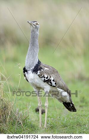 Riesentrappe (Ardeotis kori), Masai Mara Nationalreservat, Kenia, Afrika View Large Photo Image Picture - Riesentrappe (Ardeotis kori), Masai Mara Nationalreservat, Kenia, Afrika. Fotosearch