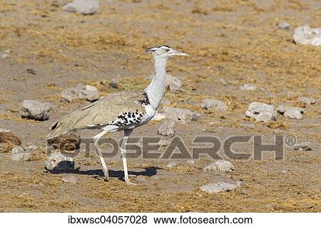 Riesentrappe (Ardeotis kori), Etosha-Nationalpark, Namibia, Afrika View Large Photo Image Stock Photo - Riesentrappe (Ardeotis kori), Etosha-Nationalpark, Namibia, Afrika. Fotosearch