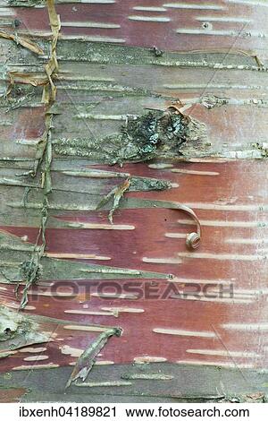 Rinde von Ermans Birke, auch Gold-Birke oder Kamtschatka-Birke (Betula ermanii), Elsass-Lothringen, Vogesen, Frankreich, Europa View Large Photo Image Stock Image - Rinde von Ermans Birke, auch Gold-Birke oder Kamtschatka-Birke (Betula ermanii), Elsass-Lothringen, Vogesen, Frankreich, Europa. Fotosearch