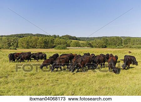 Rinderherde von Zickentaler Moorochsen, Auwiesen Zickenbachtal, Sudburgenland, Burgenland, Osterreich, Europa View Large Photo Image Stock Image - Rinderherde von Zickentaler Moorochsen, Auwiesen Zickenbachtal, Sudburgenland, Burgenland, Osterreich, Europa. Fotosearch
