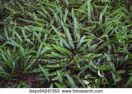 Rippenfarn (Blechnum spicant), Rainforest Trail, Pacific Rim Nationalpark, Vancouver Island, Britisch Columbia, Kanada, Nordamerika View Large Photo Image Stock Image - Rippenfarn (Blechnum spicant), Rainforest Trail, Pacific Rim Nationalpark, Vancouver Island, Britisch Columbia, Kanada, Nordamerika. Fotosearch
