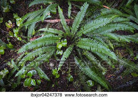Stock Photo - Rippenfarn (Blechnum spicant), Rainforest Trail, Pacific Rim Nationalpark, Vancouver Island, Britisch Columbia, Kanada, Nordamerika. Fotosearch