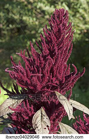 Rispen-Fuchsschwanz (Amaranthus cruentus), Mecklenburg-Vorpommern, Deutschland, Europa View Large Photo Image Stock Photograph - Rispen-Fuchsschwanz (Amaranthus cruentus), Mecklenburg-Vorpommern, Deutschland, Europa. Fotosearch