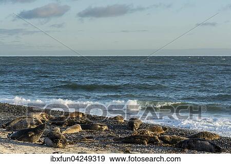 Robbenkolonie, Kegelrobben (Halichoerus grypus)Helgoland, Schleswig-Holstein, Deutschland, Europa View Large Photo Image Stock Photo - Robbenkolonie, Kegelrobben (Halichoerus grypus)Helgoland, Schleswig-Holstein, Deutschland, Europa. Fotosearch