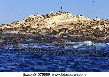 Robbenkolonie, Seal Island, Westkap, Sudafrika View Large Photo Image Stock Photo - Robbenkolonie, Seal Island, Westkap, Sudafrika. Fotosearch