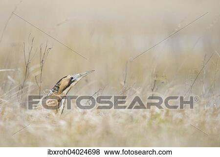 Rohrdommel (Botaurus stellaris), Kopf ragt aus Schilf, Nationalpark Neusiedlersee, Burgenland, Osterreich, Europa View Large Photo Image Stock Photo - Rohrdommel (Botaurus stellaris), Kopf ragt aus Schilf, Nationalpark Neusiedlersee, Burgenland, Osterreich, Europa. Fotosearch