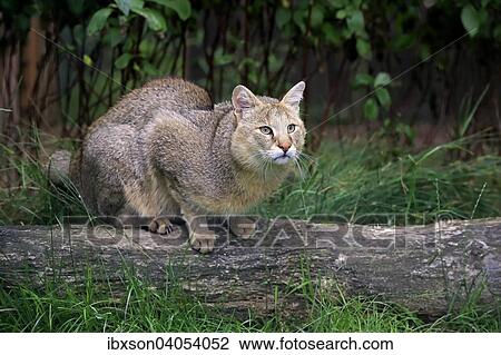 Rohrkatze (Felis chaus), adult, Vorkommen Asien, captive, England, Grossbritannien, Europa View Large Photo Image Stock Image - Rohrkatze (Felis chaus), adult, Vorkommen Asien, captive, England, Grossbritannien, Europa. Fotosearch