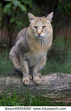 Rohrkatze (Felis chaus), adult, Vorkommen Asien, captive, England, Grossbritannien, Europa View Large Photo Image Stock Image - Rohrkatze (Felis chaus), adult, Vorkommen Asien, captive, England, Grossbritannien, Europa. Fotosearch
