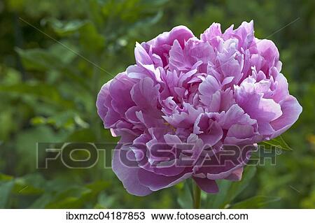 Rosa Blute einer Pfingstrose (Paeonia), Bayern, Deutschland, Europa View Large Photo Image Stock Image - Rosa Blute einer Pfingstrose (Paeonia), Bayern, Deutschland, Europa. Fotosearch