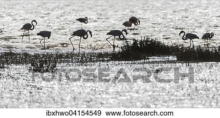Rosa Flamingos (Phoenicopterus roseus), Silhouetten im Gegenlicht, Salzwasser-Lagune im Rhone-Delta, Camargue, Provence-Alpes-Cote d'Azur, Frankreich, Europa View Large Photo Image Stock Photo - Rosa Flamingos (Phoenicopterus roseus), Silhouetten im Gegenlicht, Salzwasser-Lagune im Rhone-Delta, Camargue, Provence-Alpes-Cote d'Azur, Frankreich, Europa. Fotosearch