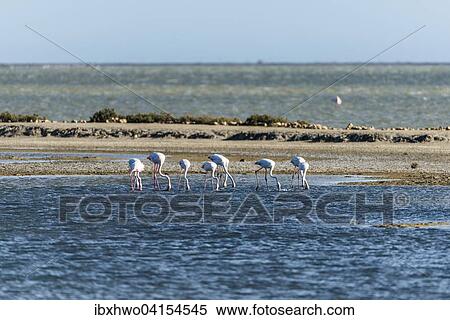 Rosa Flamingos (Phoenicopterus roseus), Salzwasser-Lagune im Rhone-Delta, Camargue, Provence-Alpes-Cote d'Azur, Frankreich, Europa View Large Photo Image Stock Photography - Rosa Flamingos (Phoenicopterus roseus), Salzwasser-Lagune im Rhone-Delta, Camargue, Provence-Alpes-Cote d'Azur, Frankreich, Europa. Fotosearch